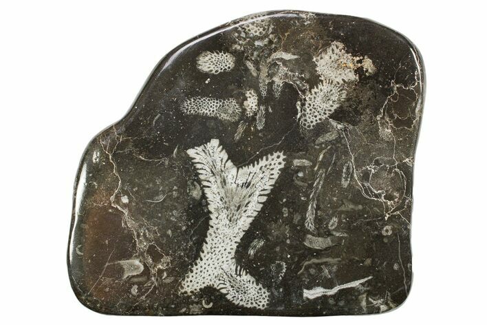 Polished Devonian Fossil Coral and Bryozoan Plate - Morocco #365157